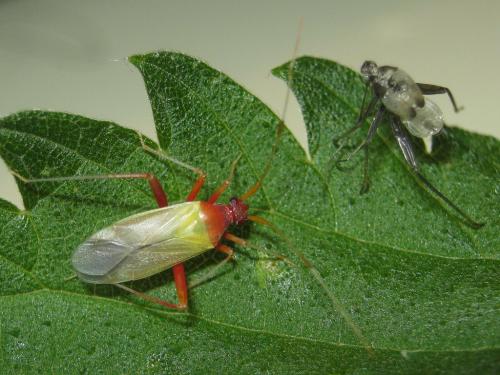 Closterotomus ventralis
